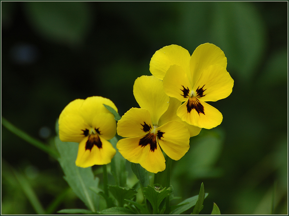 photo "***" tags: nature, flowers