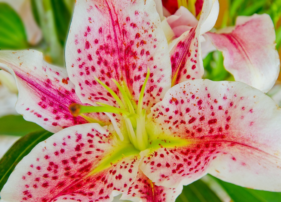 photo "***" tags: macro and close-up, flowers