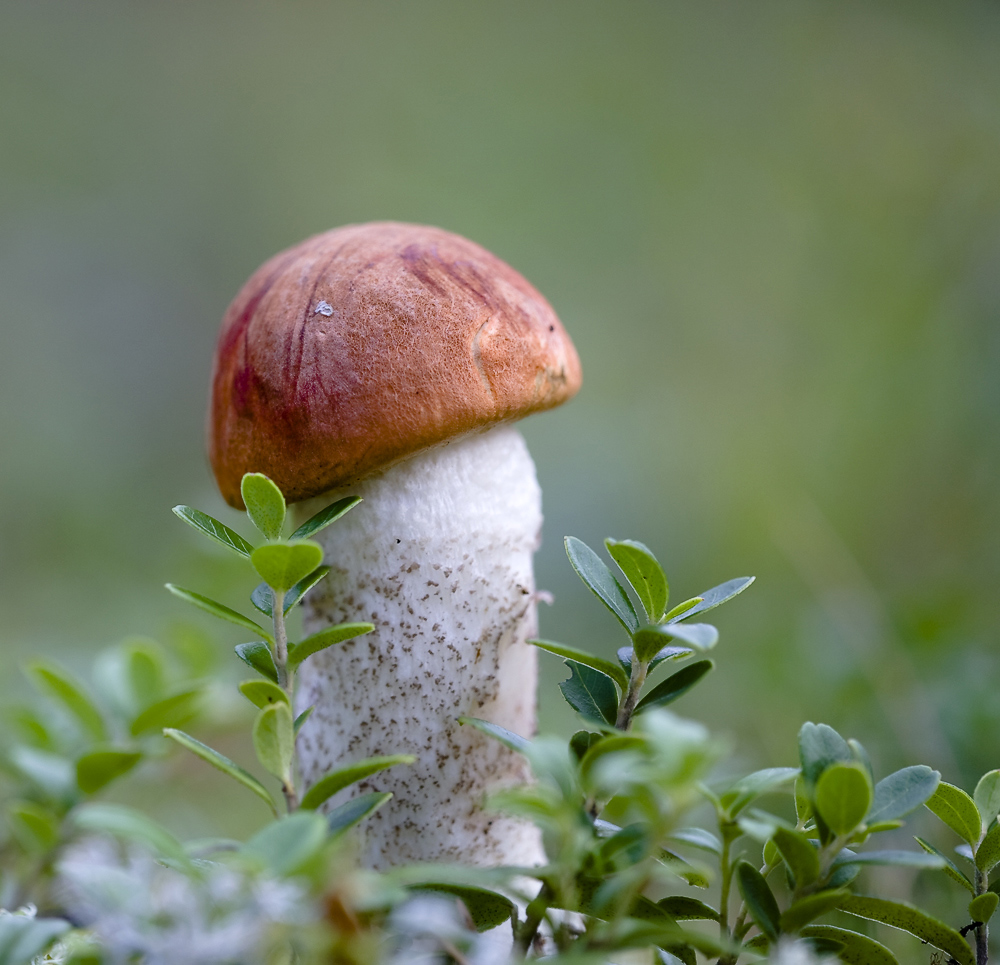 фото "юность красноголовика" метки: природа, грибы