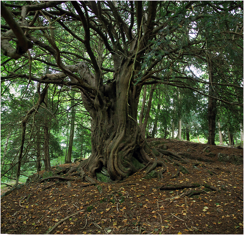 фото ""Лукоморье" для друидов" метки: природа, панорама, дерева, дерево