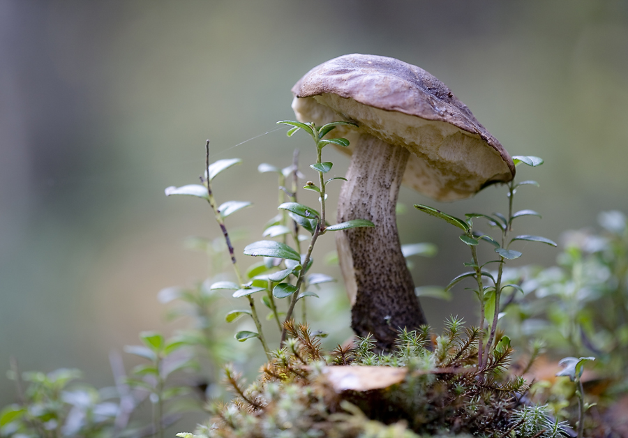 фото "обабок" метки: природа, грибы