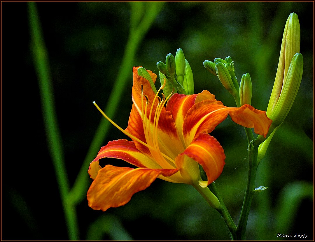 photo "***" tags: macro and close-up, nature, 