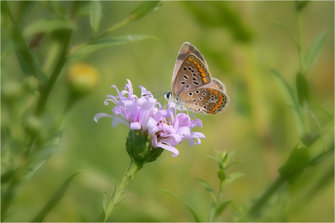 photo "***" tags: macro and close-up, nature, 