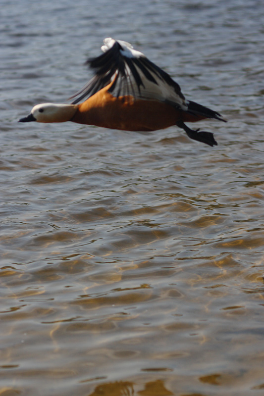 photo "***" tags: nature, summer, water, wild animals, Подмосковье