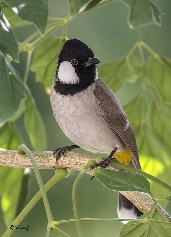 фото "Bulbul" метки: природа, 