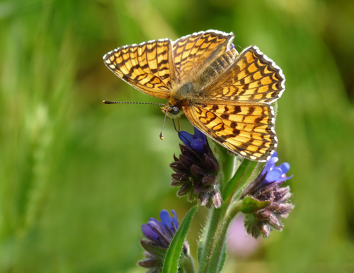 photo "***" tags: nature, macro and close-up, insect