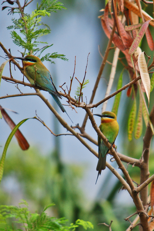 photo "GREEN BEE EATER" tags: nature, 