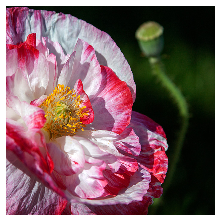 photo "***" tags: macro and close-up, nature, 