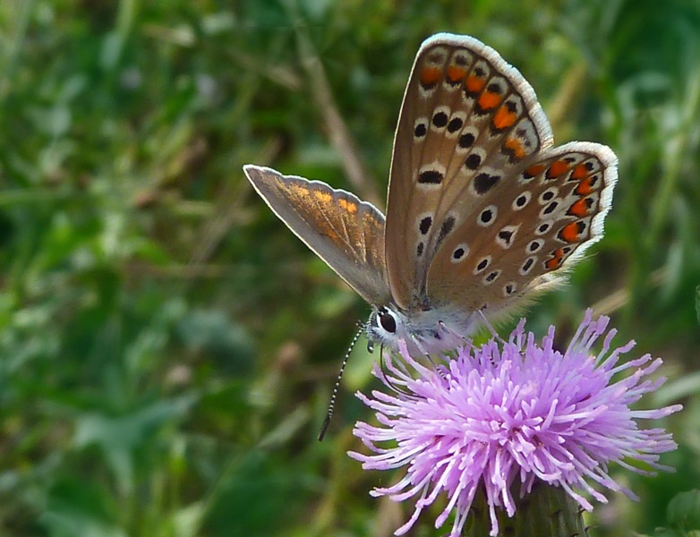 photo "***" tags: nature, macro and close-up, Ukraine, insect