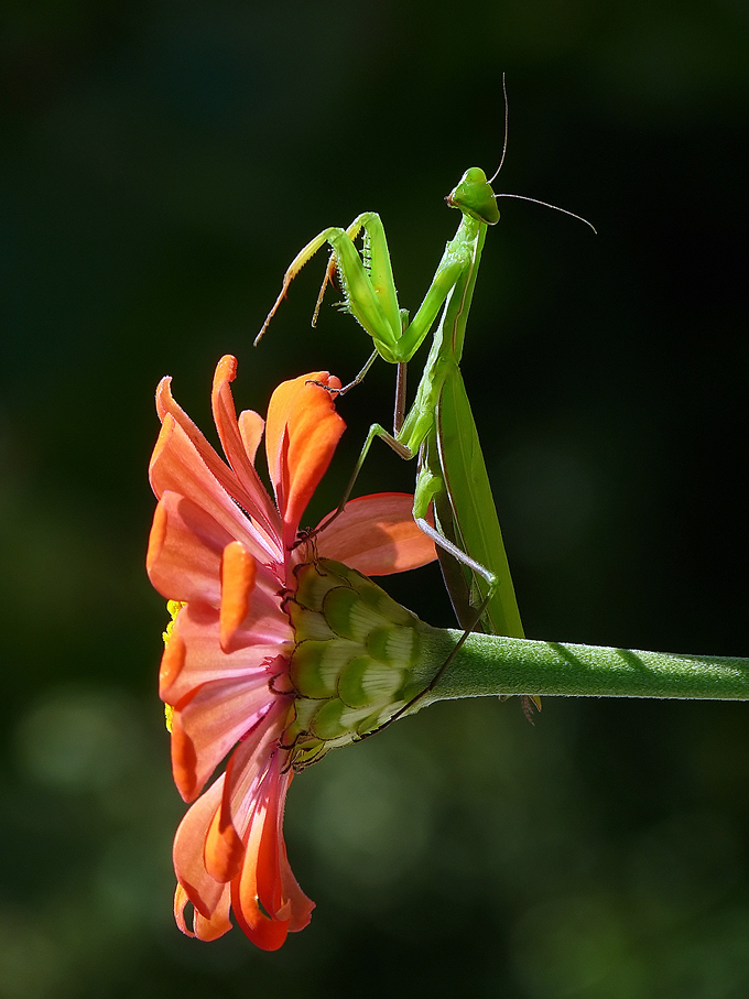 photo "***" tags: nature, macro and close-up, insect