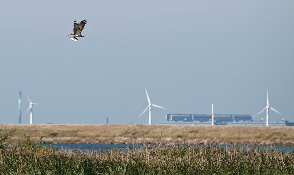 photo "Copenhagen Wildlife" tags: nature, landscape, reporting, 