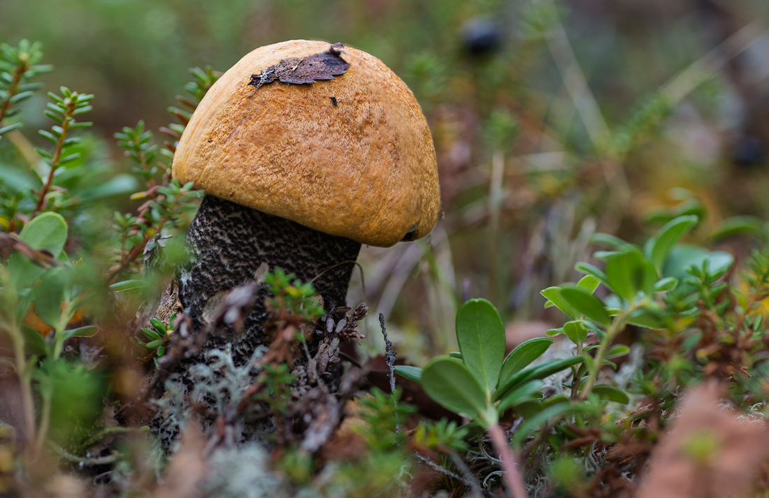 photo "***" tags: macro and close-up, 