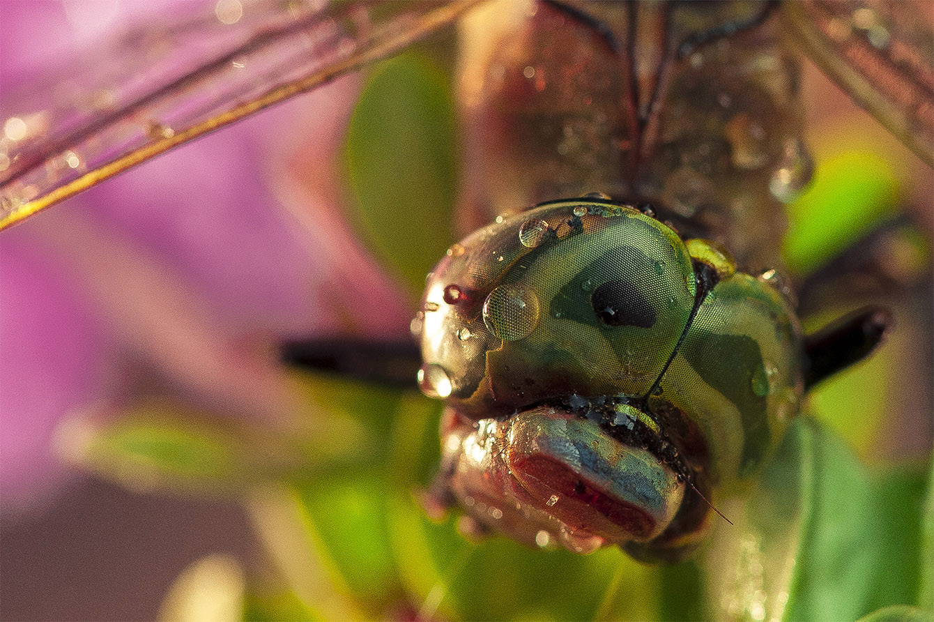 photo "***" tags: macro and close-up, 