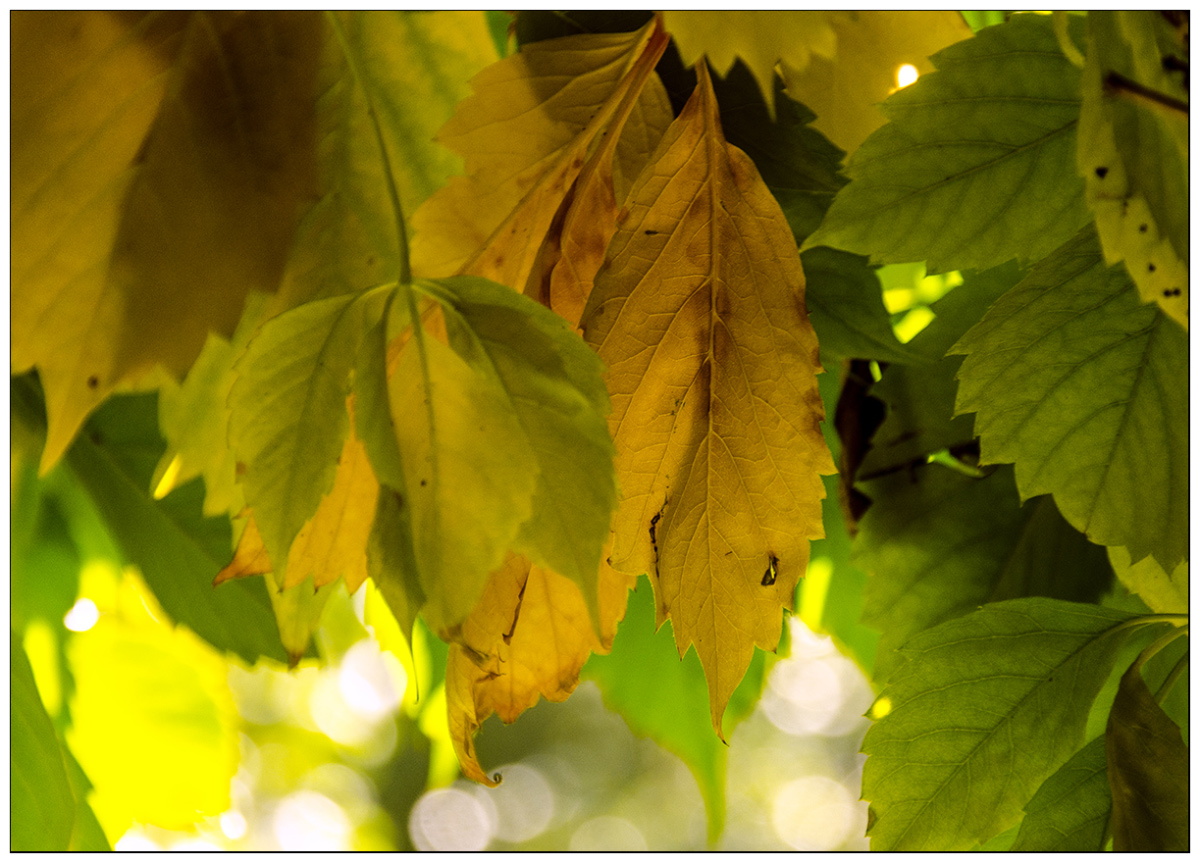 photo "***" tags: nature, abstract, landscape, autumn