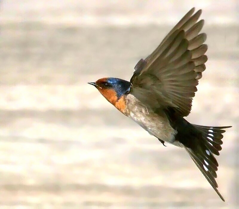photo "Welcome Swallow" tags: nature, 