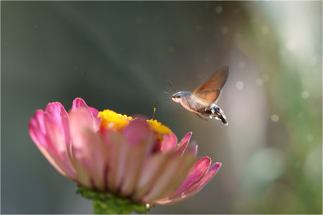 photo "***" tags: macro and close-up, nature, 