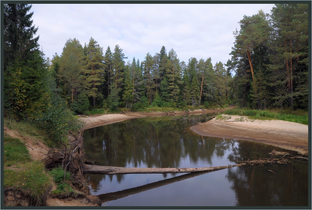 Река хвойная. Река Сосенка Новгородская область. Хвойная река. Сосны у реки фото. Река маленькая Сосенка.