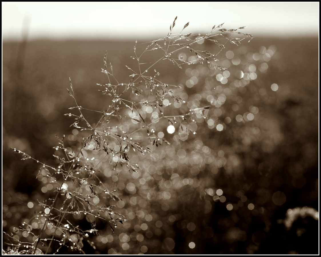 photo "***" tags: macro and close-up, black&white, nature, 