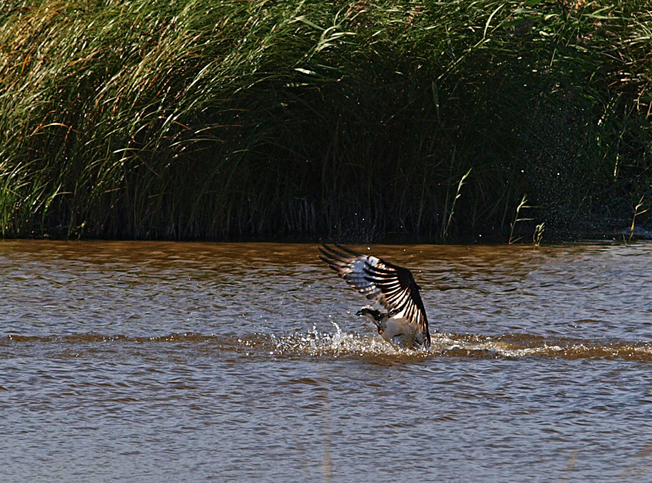 photo "The Get Away" tags: nature, reporting, 