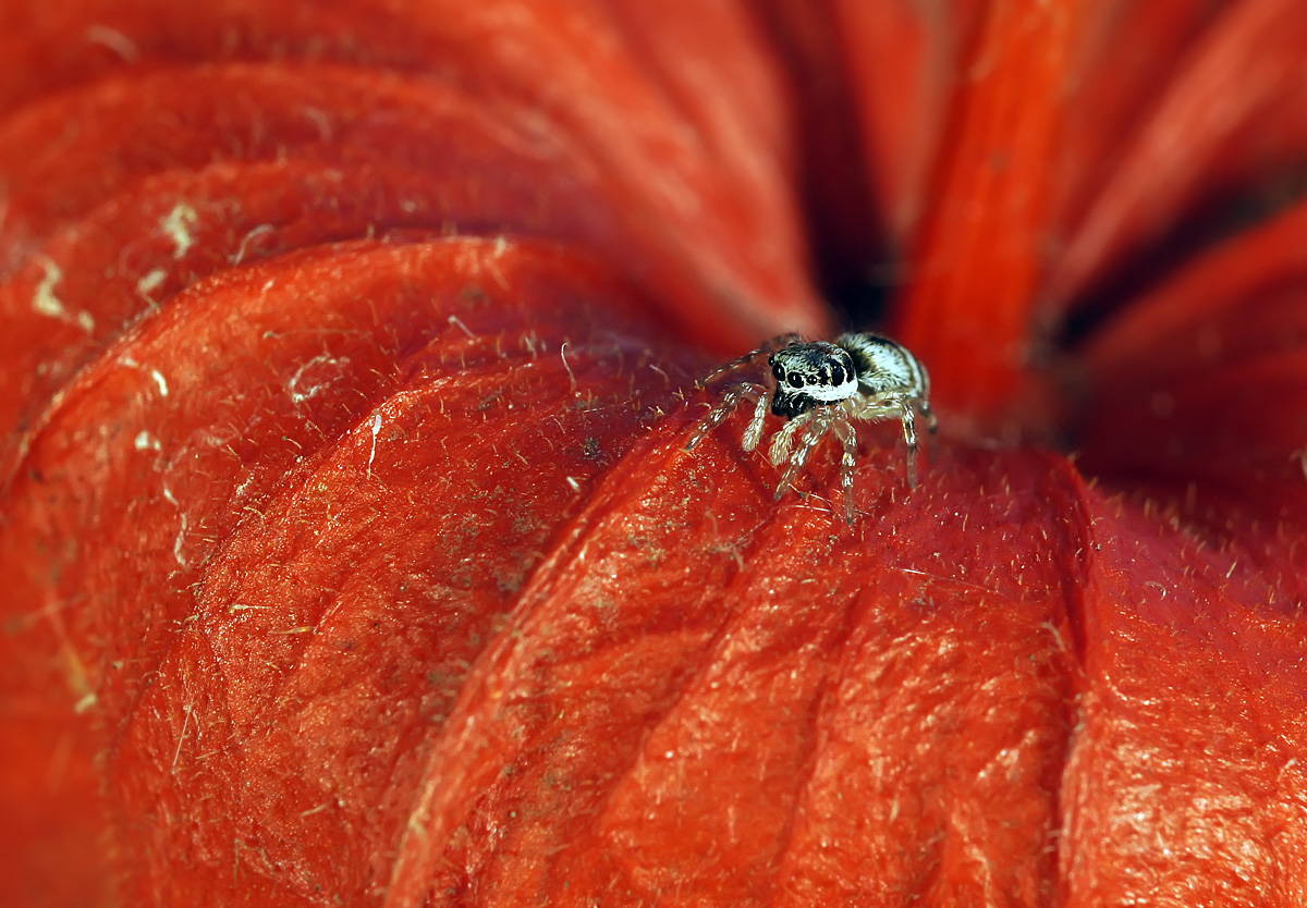 photo "***" tags: macro and close-up, nature, макро, паук-скакун