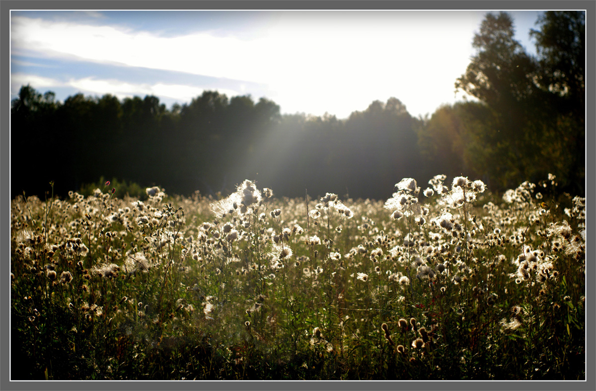 photo "Fluffy meadow." tags: landscape, nature, autumn, покос