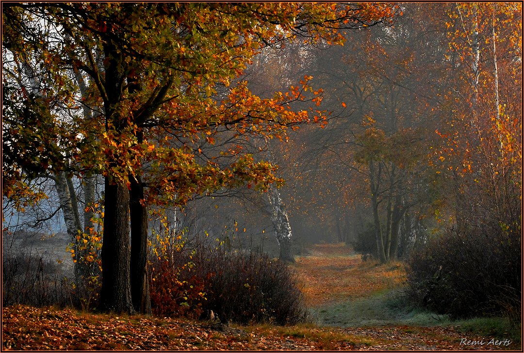 фото "***" метки: пейзаж, природа, fog, forest, spring, рассвет