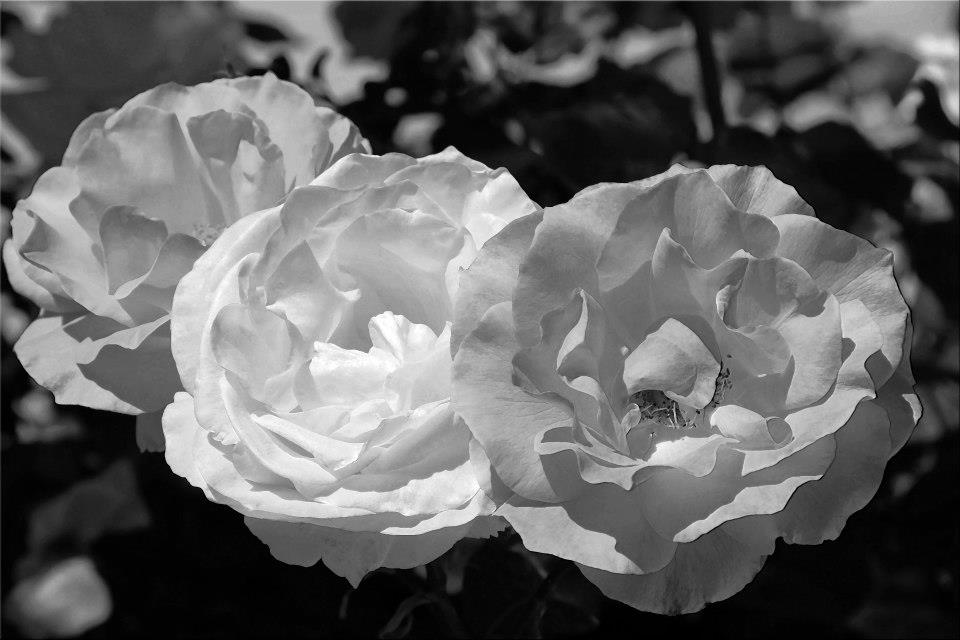 photo "Shades Of Gray" tags: nature, macro and close-up, black&white, 