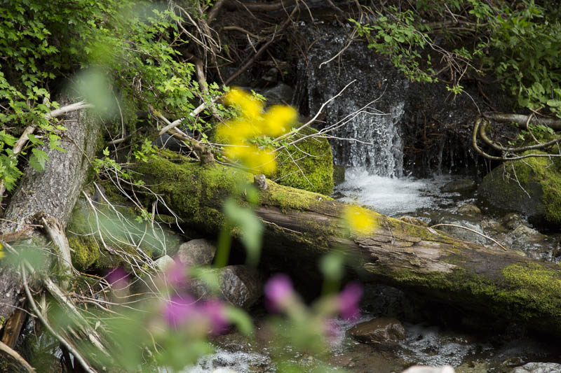 фото "Waterfall through flowers" метки: пейзаж, природа, Mount Rainier, Wildflowers, waterfall, вода