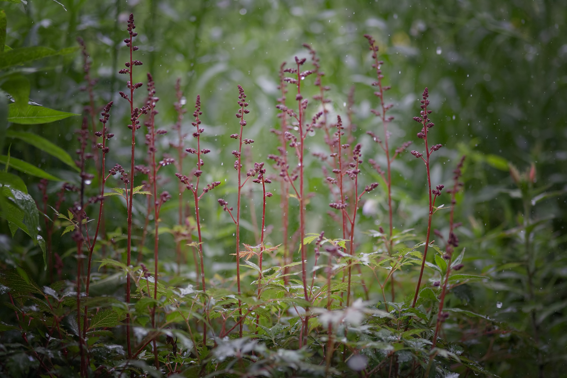 photo "***" tags: landscape, macro and close-up, nature, 