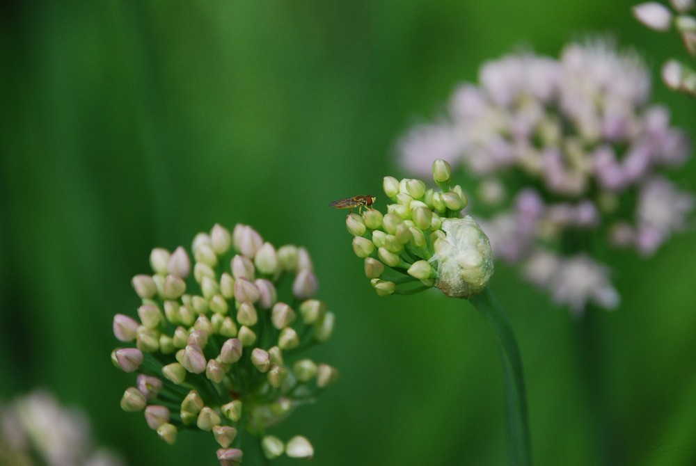 photo "Perch" tags: nature, macro and close-up, landscape, 