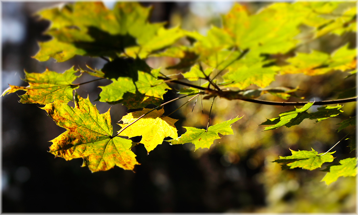 photo "***" tags: nature, macro and close-up, fragment, autumn, листья