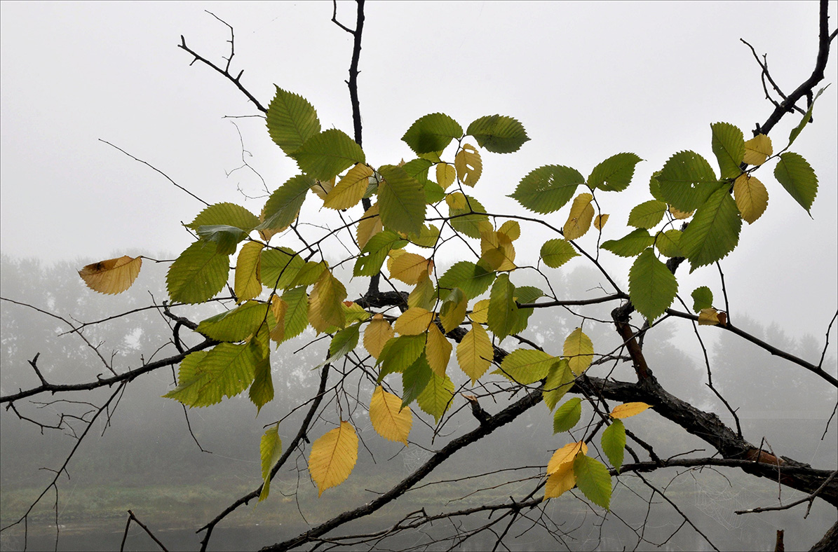 photo "***" tags: nature, landscape, fragment, 