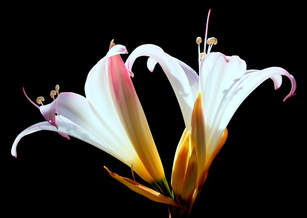 photo "Light... Shadow... Color..." tags: nature, macro and close-up, 