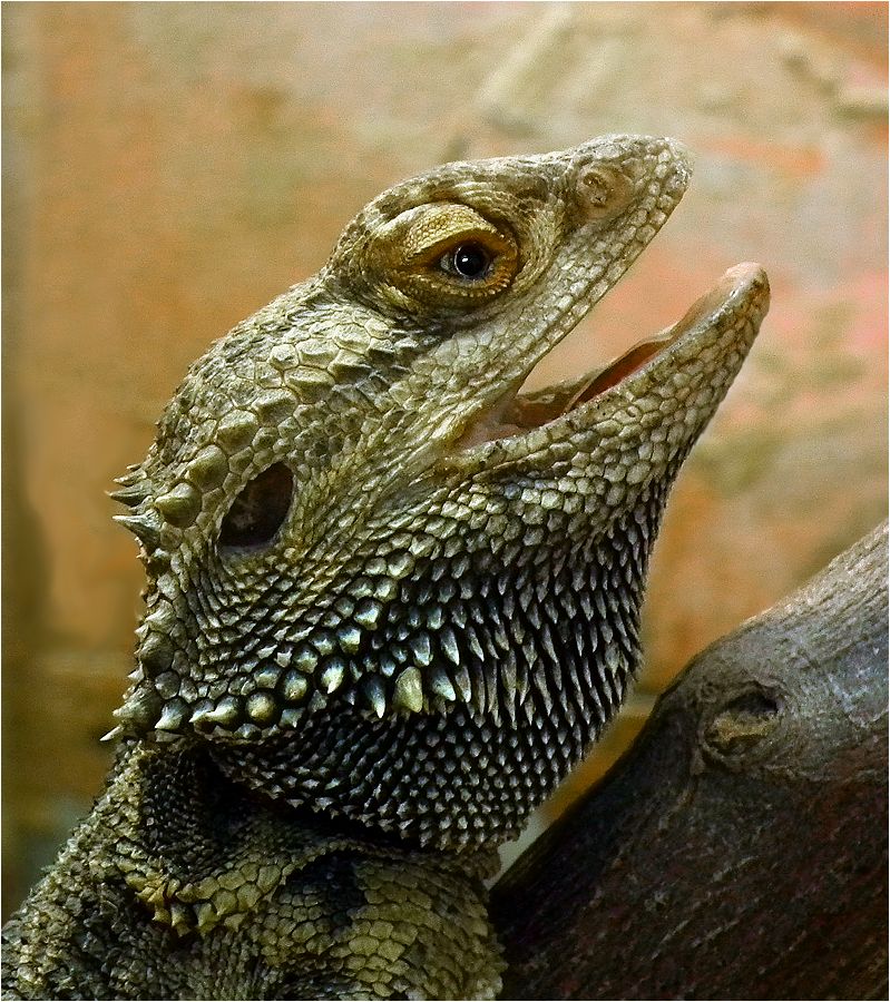 photo "Beauty is a terrible strength." tags: nature, lizard, ящерица