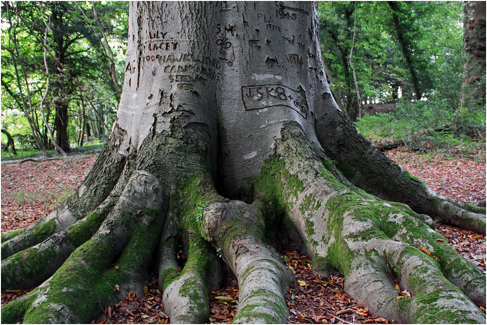 фото "Летопись леса" метки: природа, дерева