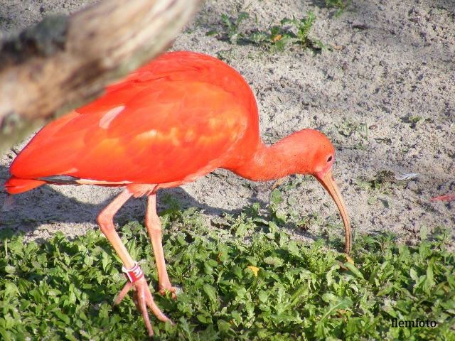 photo "Big bird" tags: nature, Europe