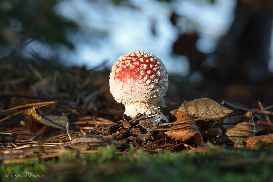 photo "***" tags: nature, landscape, forest, summer, мухомор 
грибы