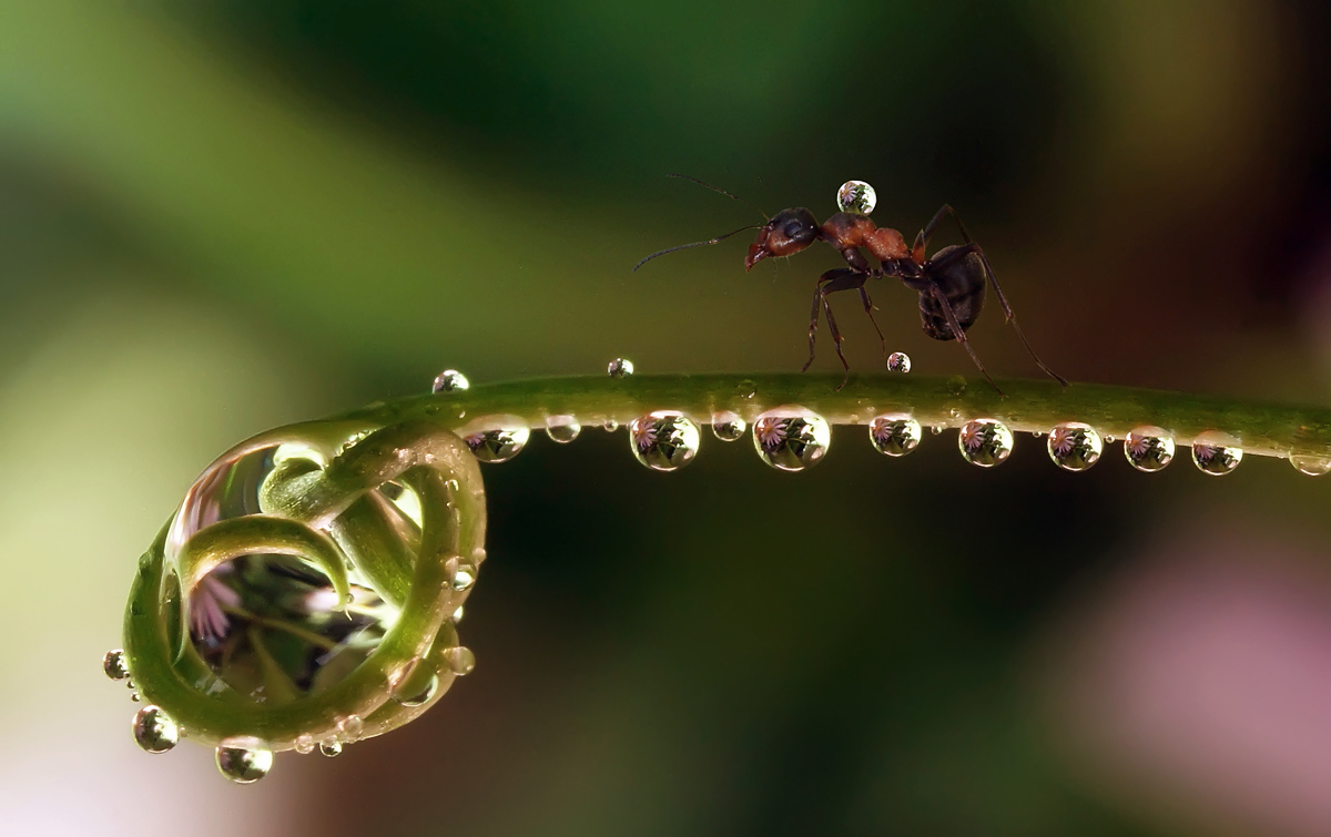 photo "***" tags: macro and close-up, nature, montage, ant, autumn, water, коллаж, макро