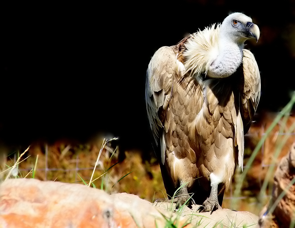 photo "The Griffin..." tags: nature, 