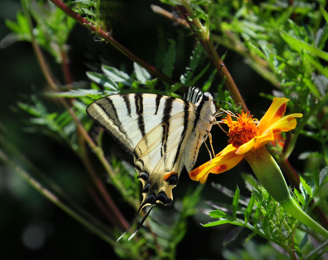 фото "Вкушая летний аромат" метки: природа, бабочка