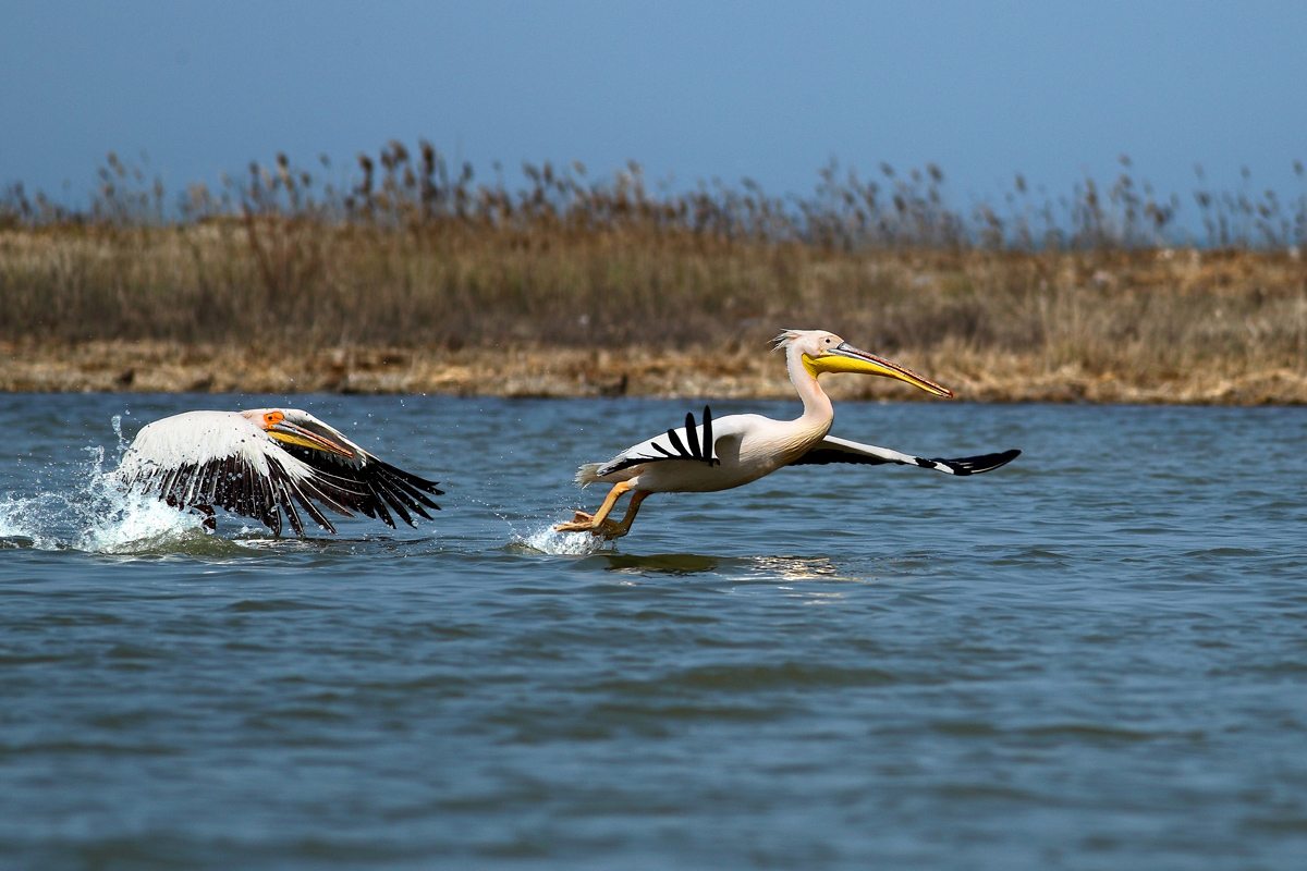 photo "***" tags: nature, wild animals