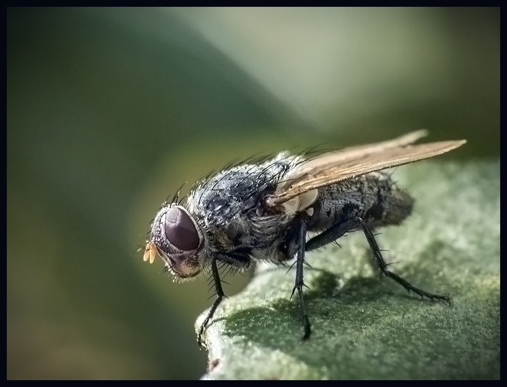 photo "***" tags: macro and close-up, nature, insect