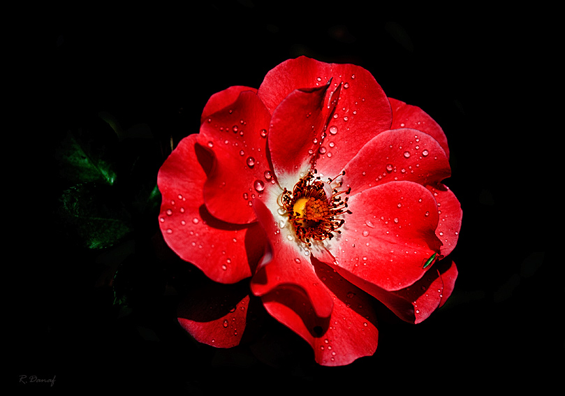 photo "Red" tags: nature, macro and close-up, 