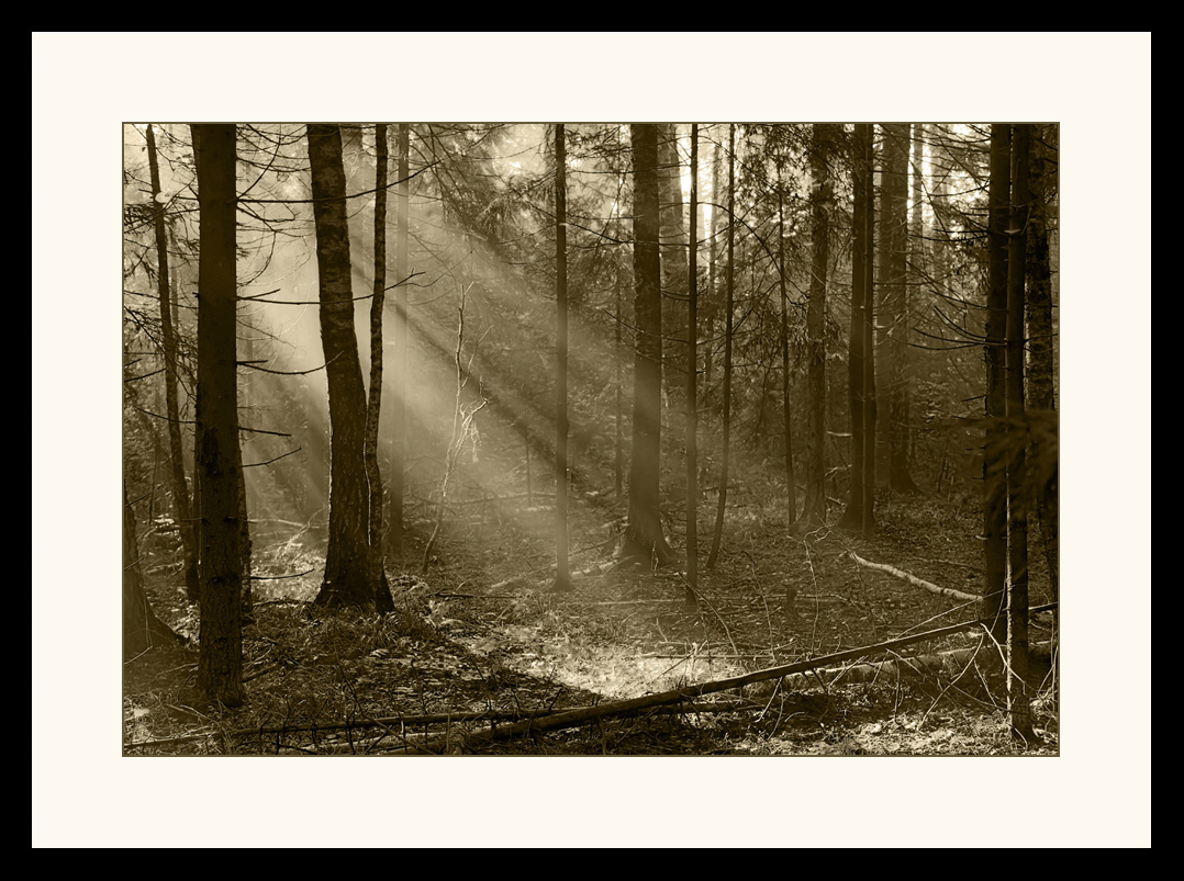 photo "***" tags: black&white, nature, forest, morning, лучи Солнца