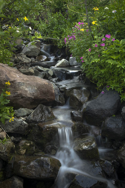 photo "Stream through flowers 2" tags: nature, landscape, Mount Rainier, mimulus, water, waterfall
