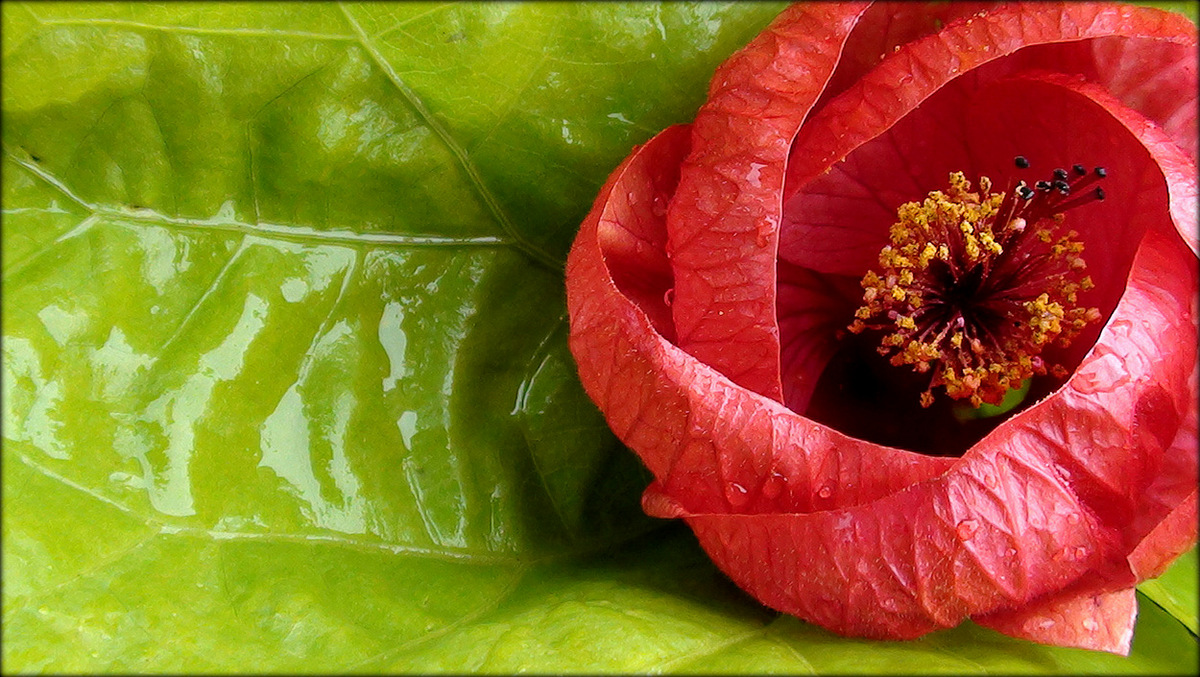 photo "Flower-shelter" tags: nature, 