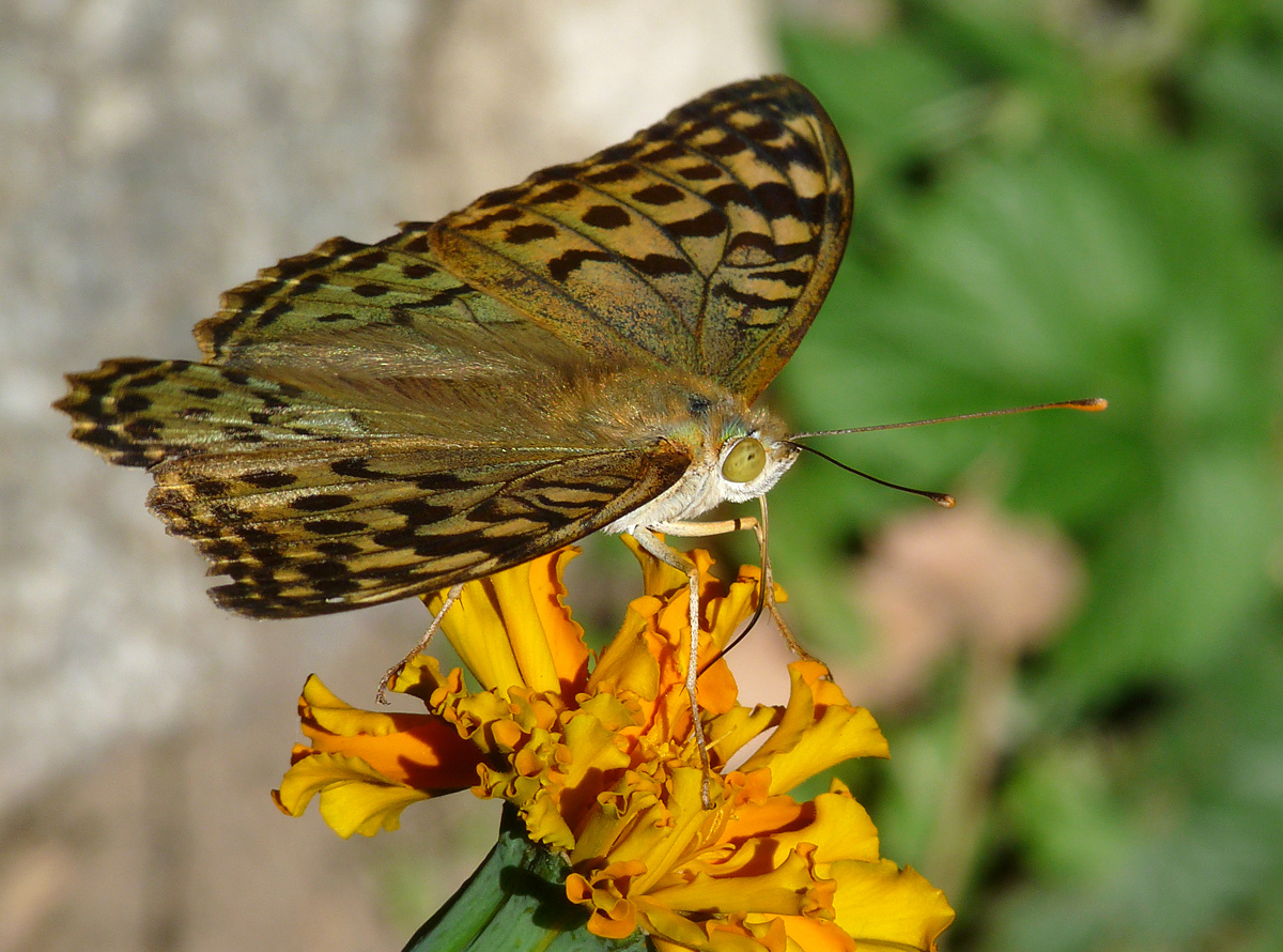 photo "***" tags: nature, macro and close-up, insect