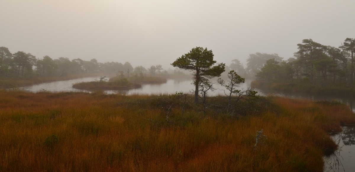 photo "***" tags: landscape, nature, bog, water