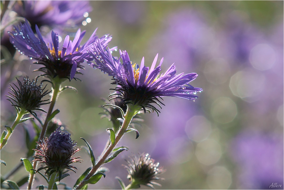 photo "***" tags: macro and close-up, nature, fragment, 