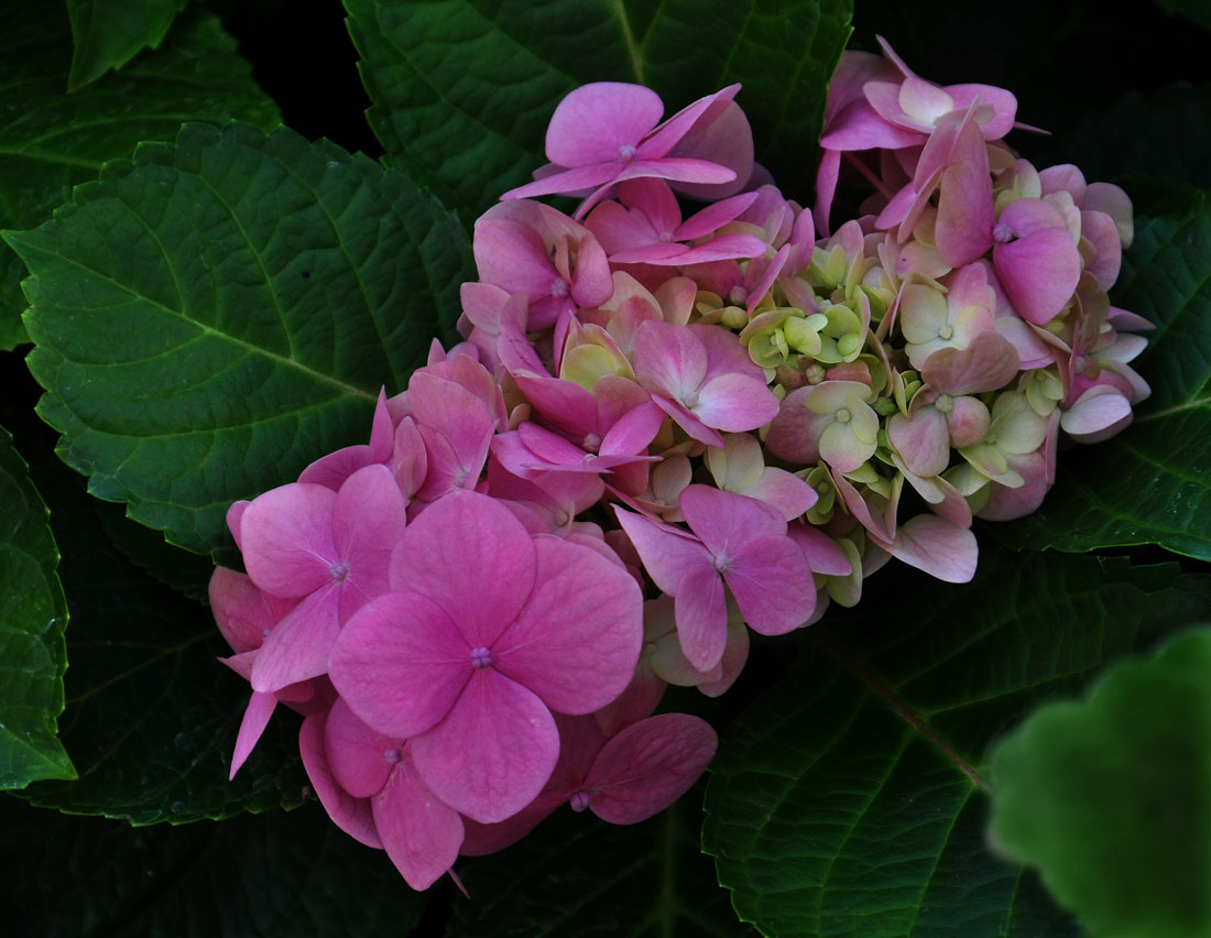 фото "Гортензия" метки: природа, цветок Гортензия